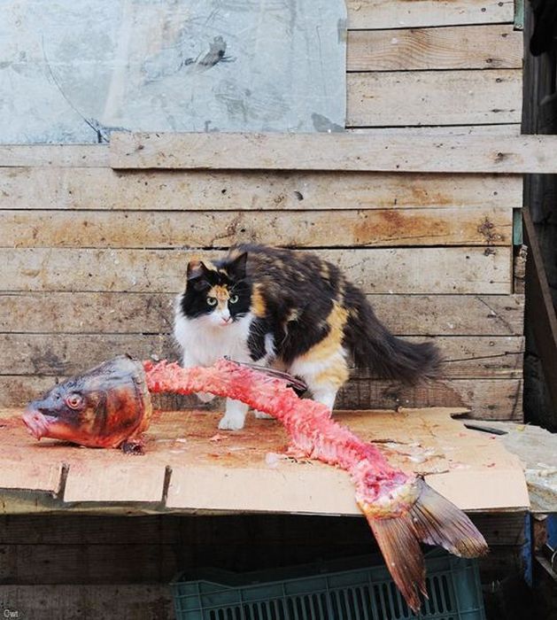 Прикольные картинки