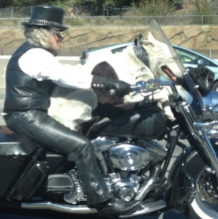 Прикольные картинки