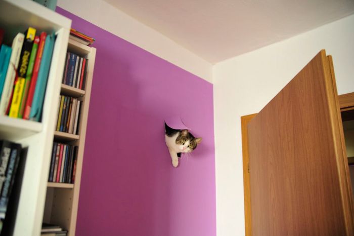 Прикольные картинки