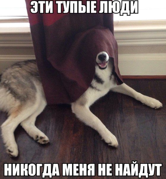 Прикольные картинки (101 фото)