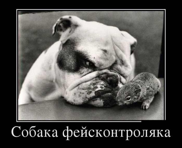 Демотиваторы