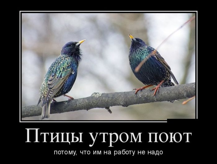Демотиваторы