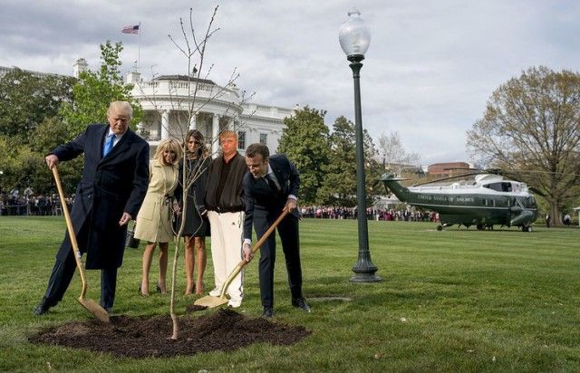Сажающие дерево Трамп и Макрон стали героями фотожаб