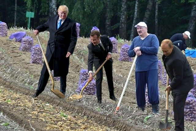 Сажающие дерево Трамп и Макрон стали героями фотожаб