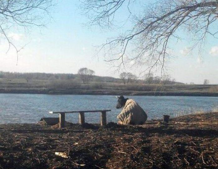 Порция картинок