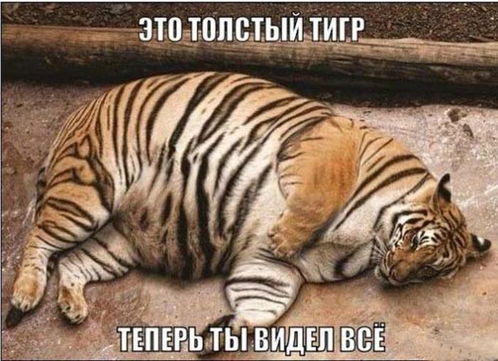 Порция картинок