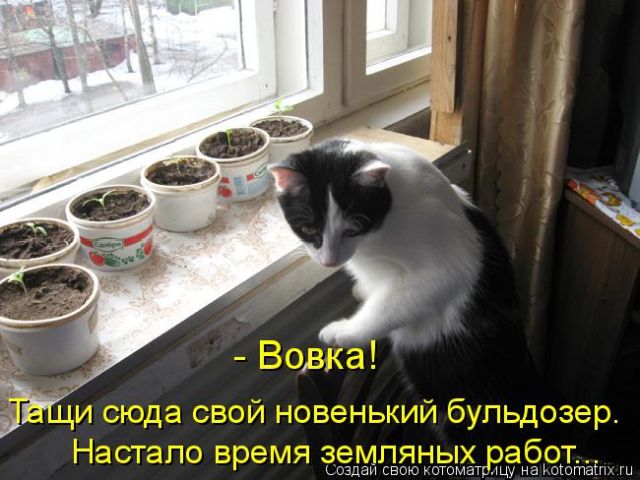 Лучшие котоматрицы недели