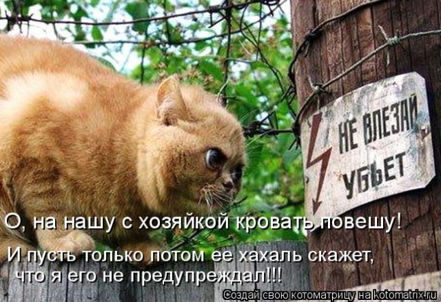 Лучшие котоматрицы недели