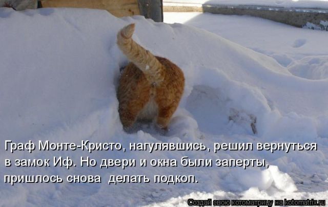 Лучшие котоматрицы недели