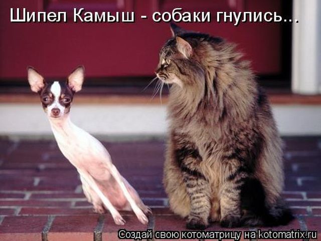 Лучшие котоматрицы недели