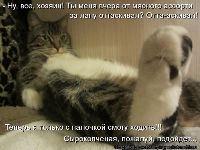 Лучшие котоматрицы недели