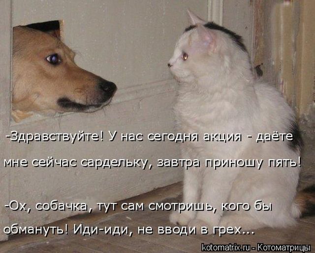 Лучшие котоматрицы недели
