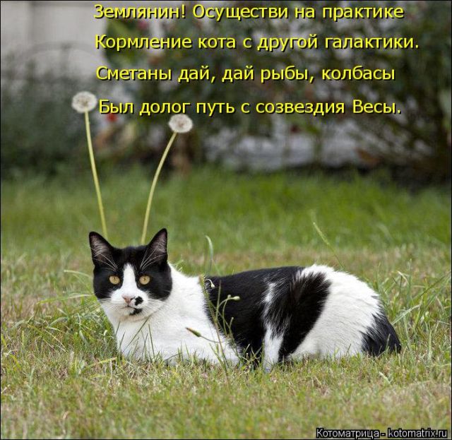 Лучшие котоматрицы недели
