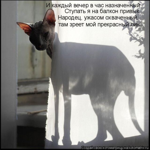 Лучшие котоматрицы недели