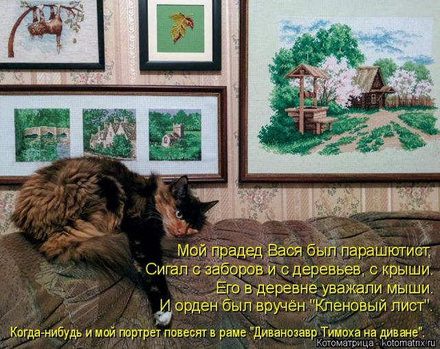 Лучшие котоматрицы недели