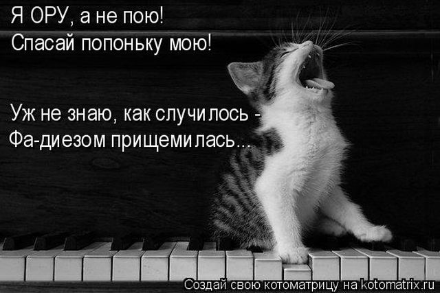 Лучшие котоматрицы недели