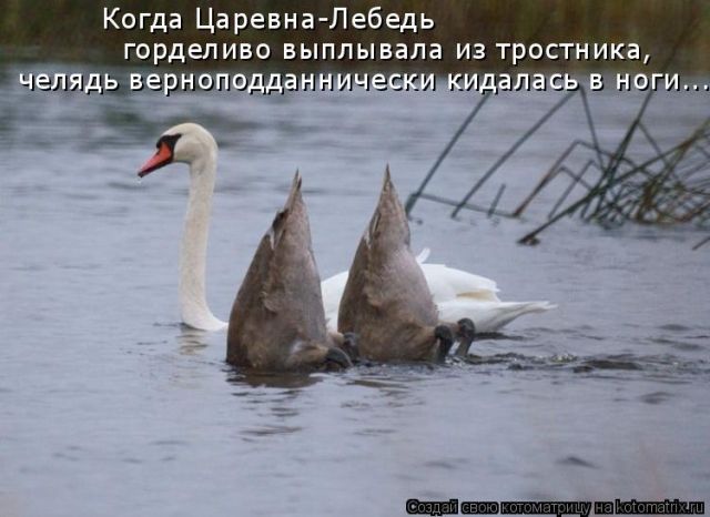 Лучшие котоматрицы недели