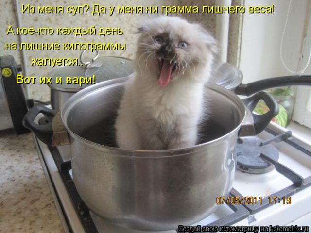 Лучшие котоматрицы недели