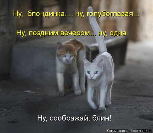 Лучшие котоматрицы недели