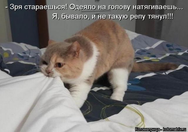 Лучшие котоматрицы недели