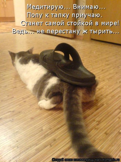 Лучшие котоматрицы недели