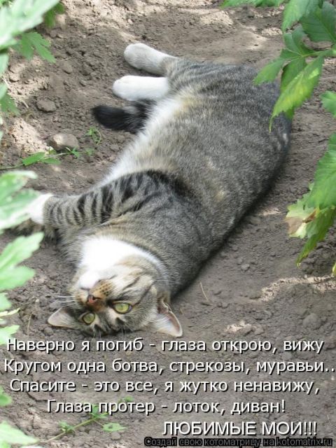 Лучшие котоматрицы недели