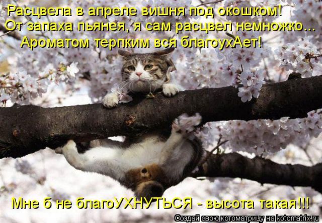 Лучшие котоматрицы недели