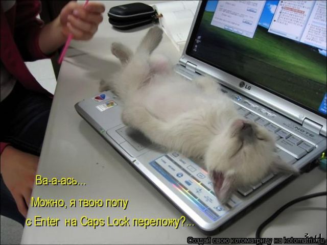 Лучшие котоматрицы недели