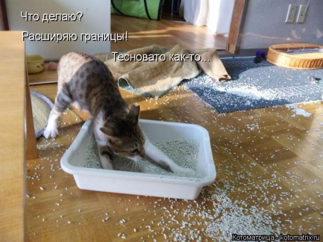 Лучшие котоматрицы недели