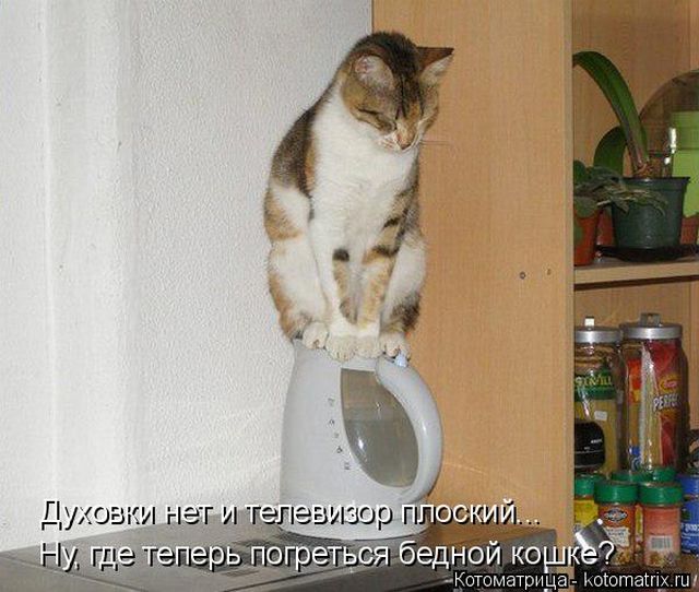 Лучшие котоматрицы недели