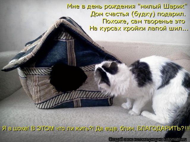 Лучшие котоматрицы недели