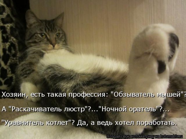 Лучшие котоматрицы недели