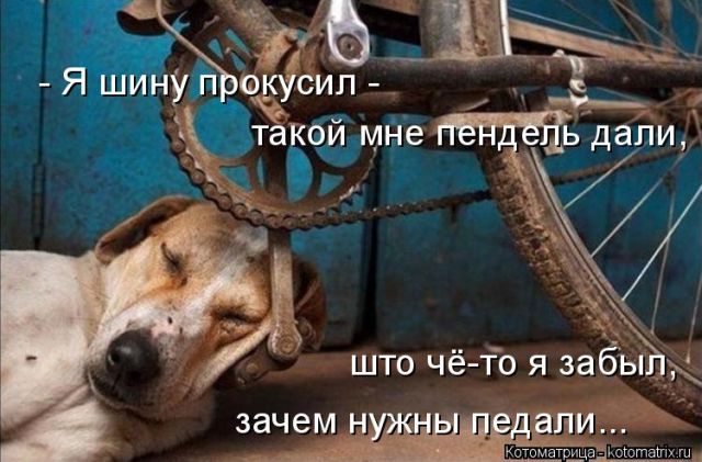 Лучшие котоматрицы недели