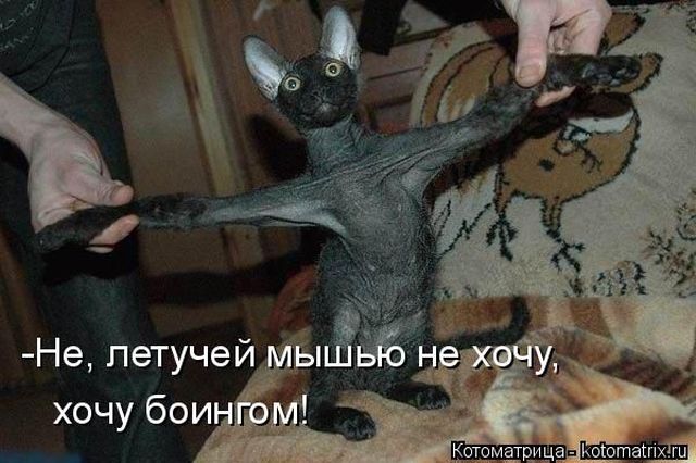Лучшие котоматрицы недели
