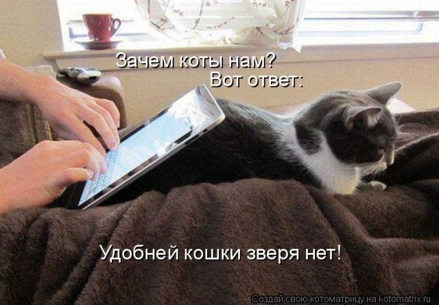 Лучшие котоматрицы недели