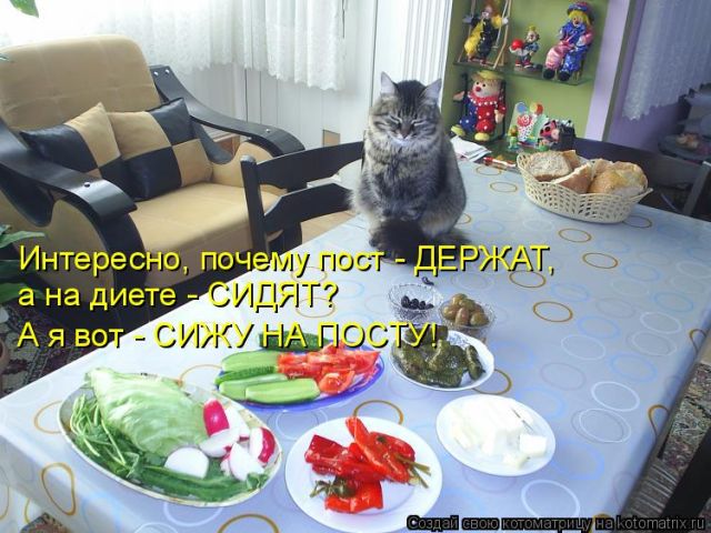 Лучшие котоматрицы недели