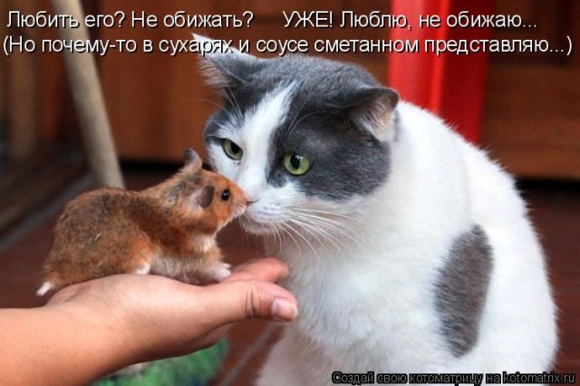 Лучшие котоматрицы недели