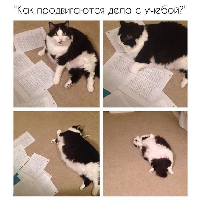 Прикольные картинки