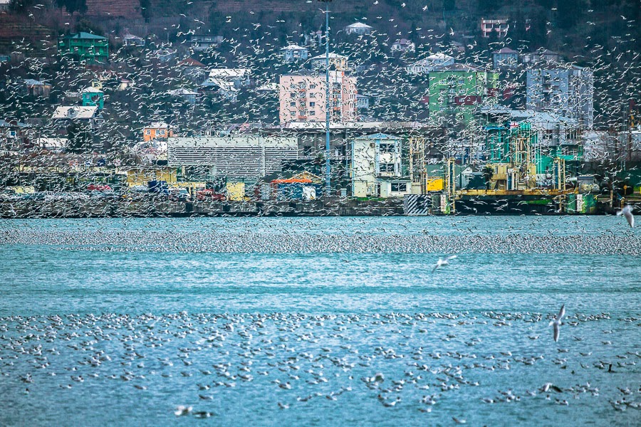 Море чаек над Батуми
