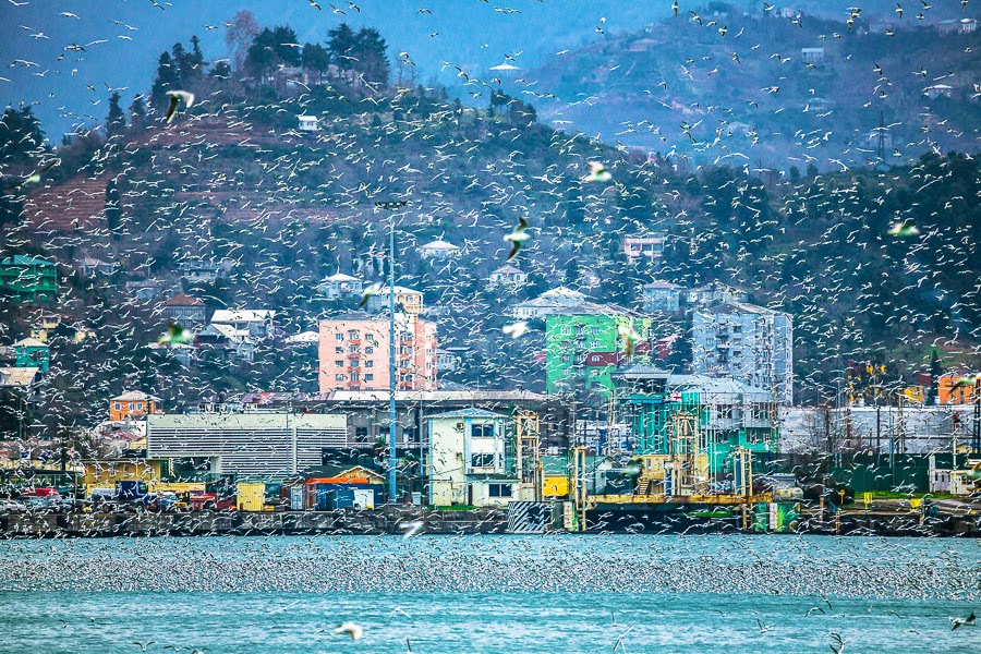 Море чаек над Батуми