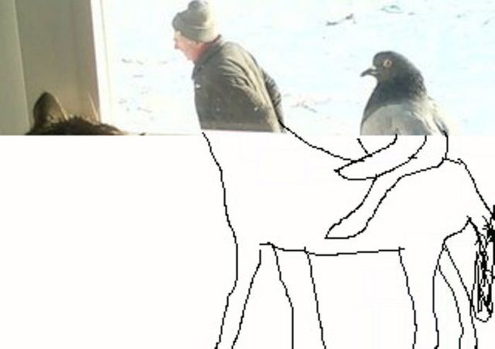 Мужик и голубь