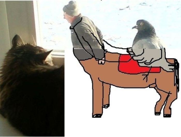 Мужик и голубь