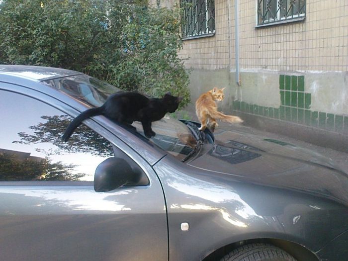 Прикольные картинки