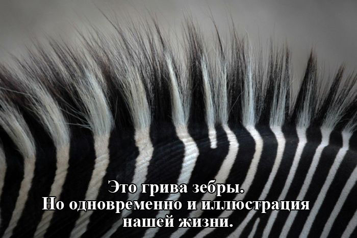 Порция картинок