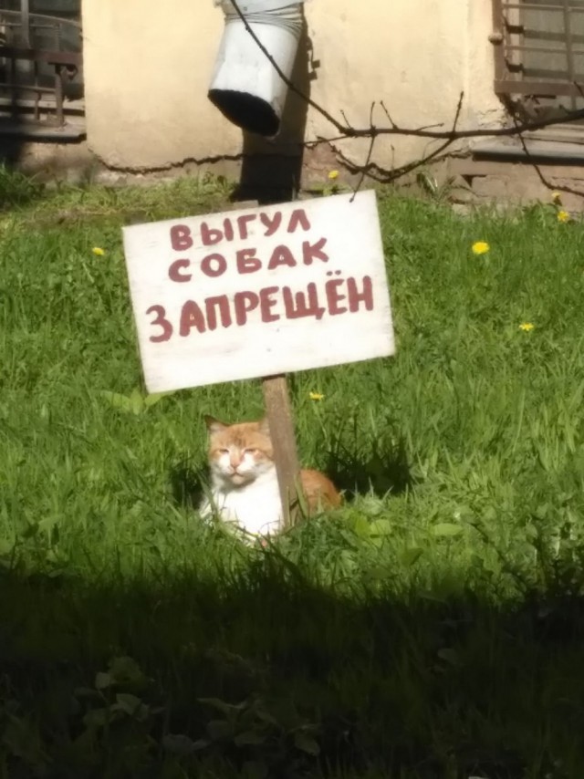 Смешные и необычные снимки с наших просторов