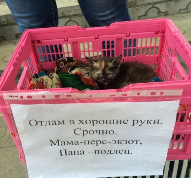 Смешные и необычные снимки с наших просторов