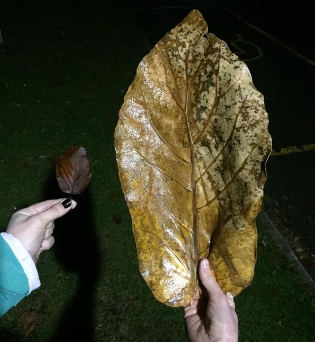 Удивительные вещи