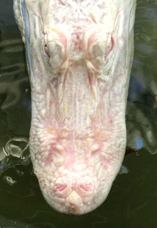 Удивительные вещи
