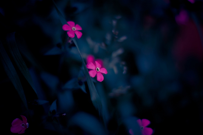 Природа под микроскопом