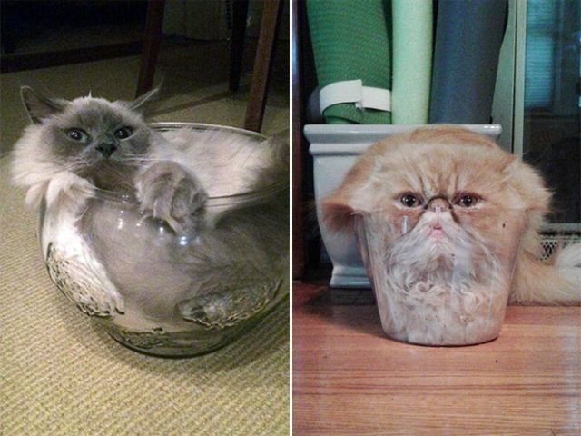 Прикольные картинки
